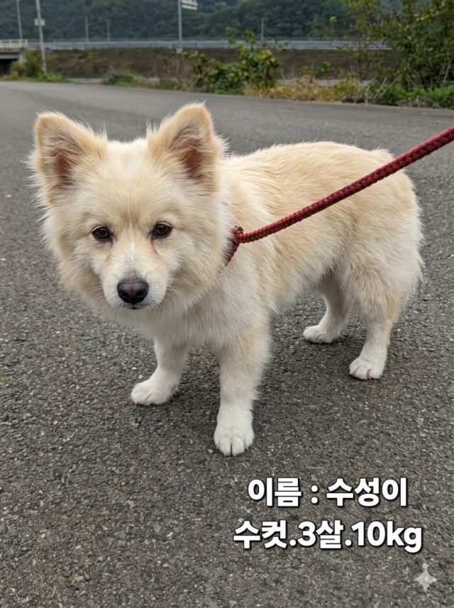 노리치 테리어 사진