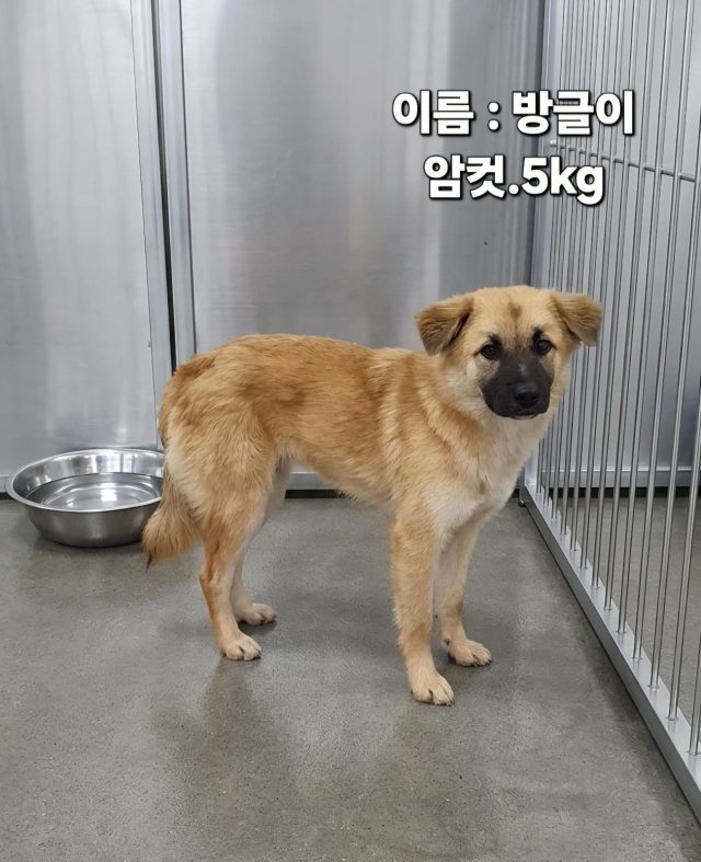 믹스견 사진 2