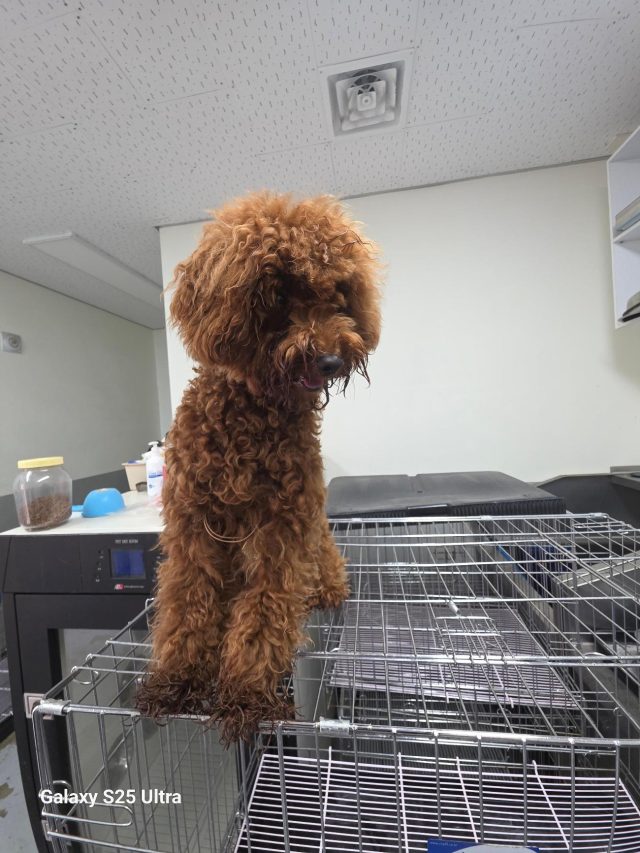 푸들 사진