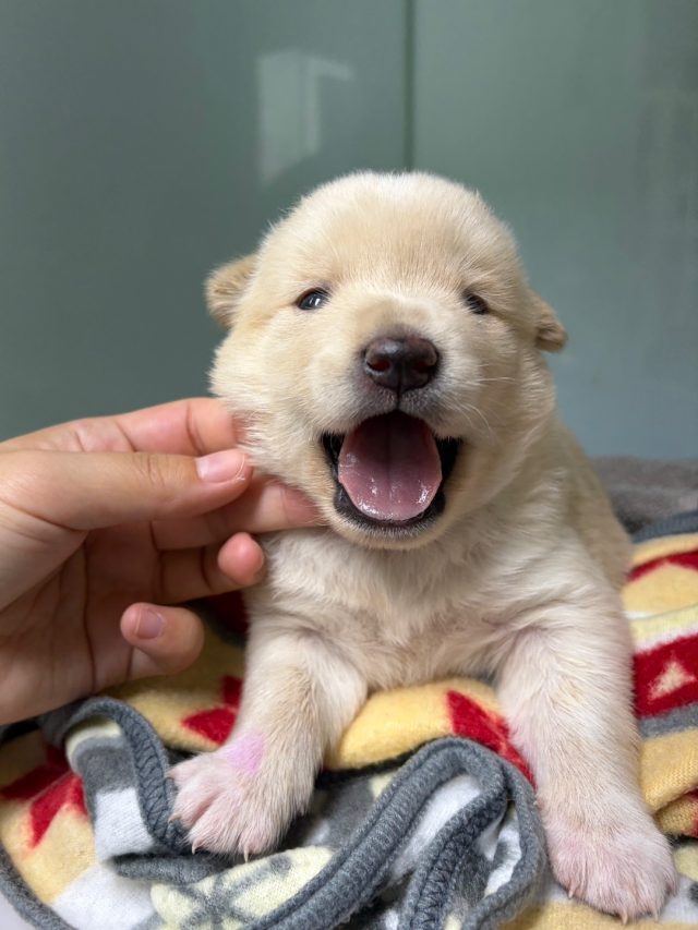 믹스견 사진