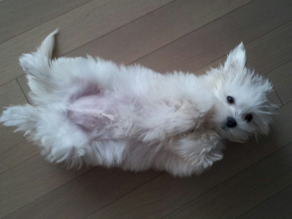 모야 